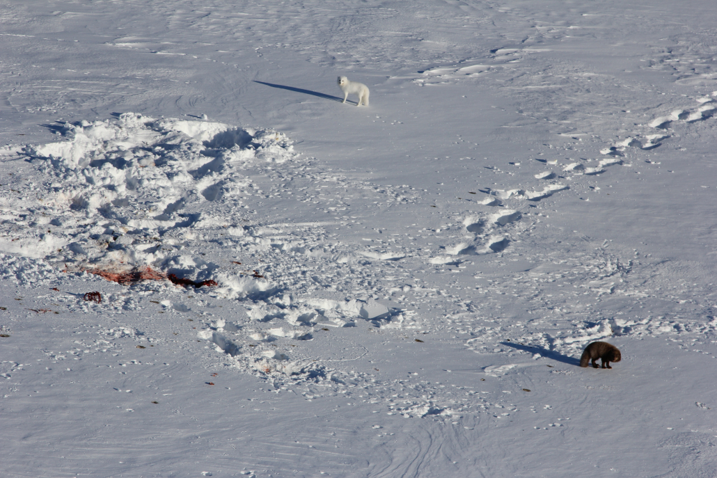 Polar foxes on the ice.