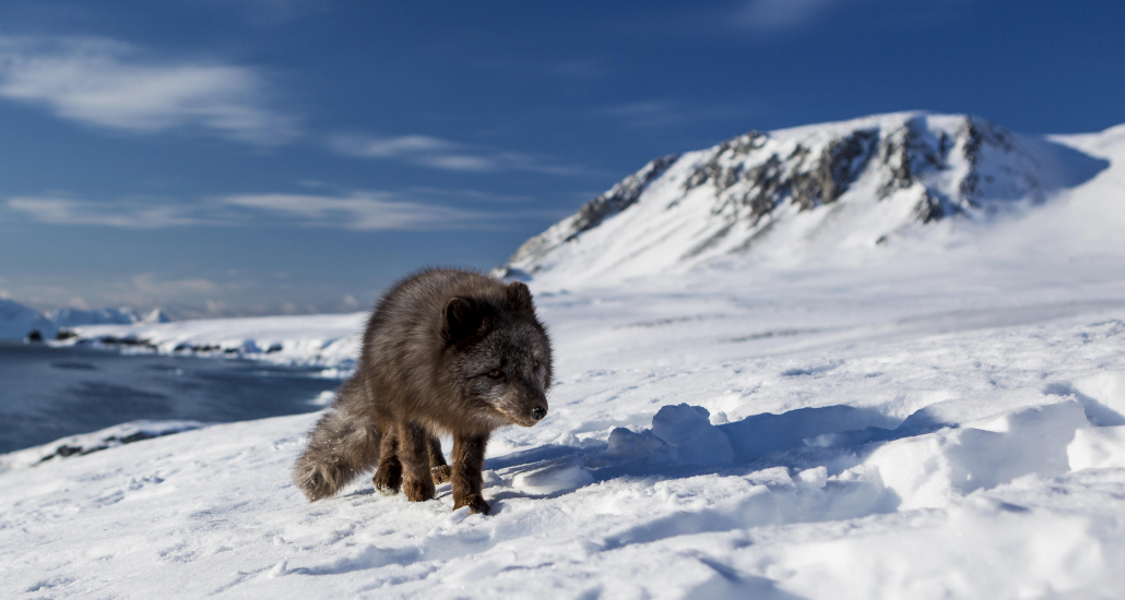 Arctic fox crosses the ice.