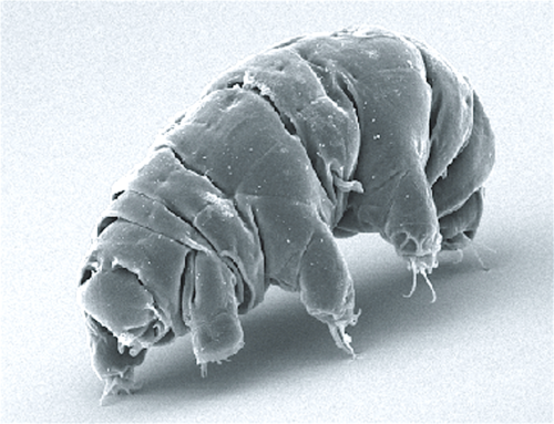 SEM image of Milnesium tardigradum in active state.