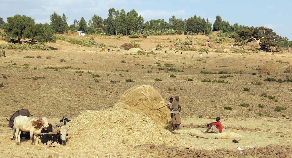 A Pause At Threshing Time, Axum, Ethiopia