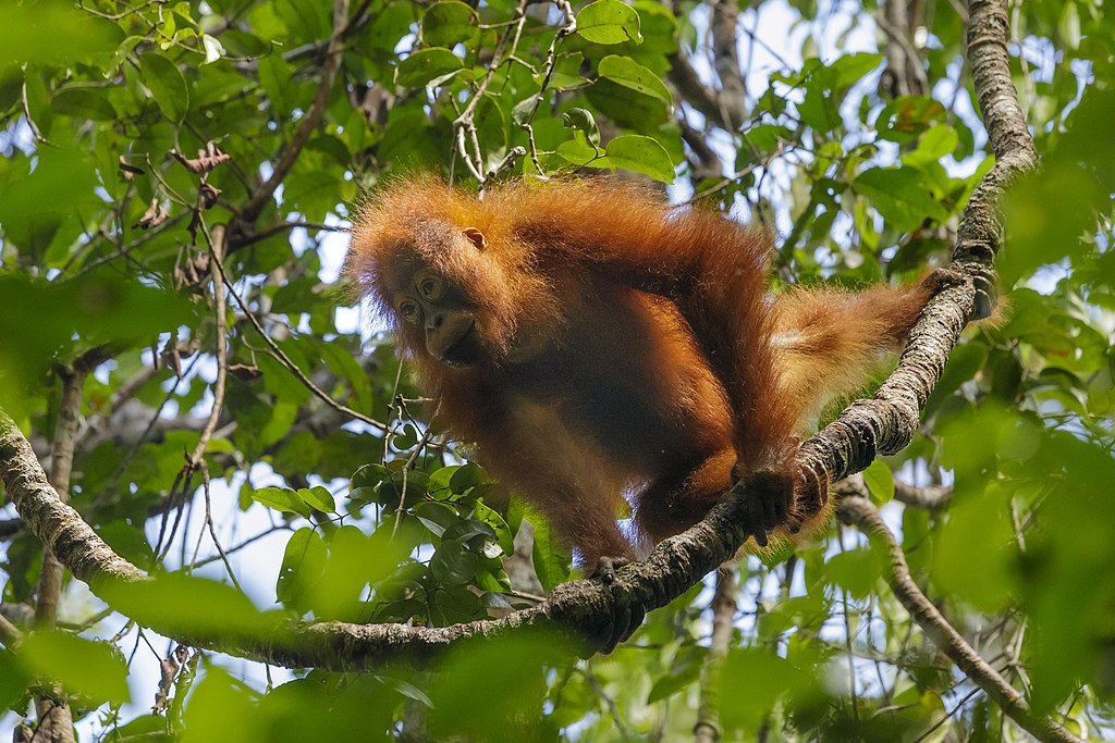 Bornean orangutan (Pongo pygmaeus), Tanjung Putting National Park