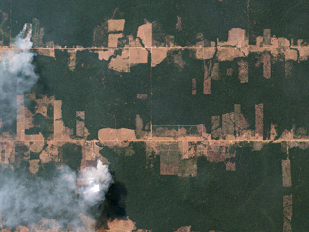 Fishbone Deforestation Rondônia, Brazil August 5, 2016 In the Amazon rainforest—just east of Porto Velho, Brazil—fires burn, clearing hectares of rainforest in preparation for farming and grazing.