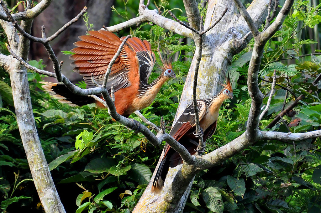 Opisthocomus hoazin photographed in the Amazon, Brazil, in November 2010.