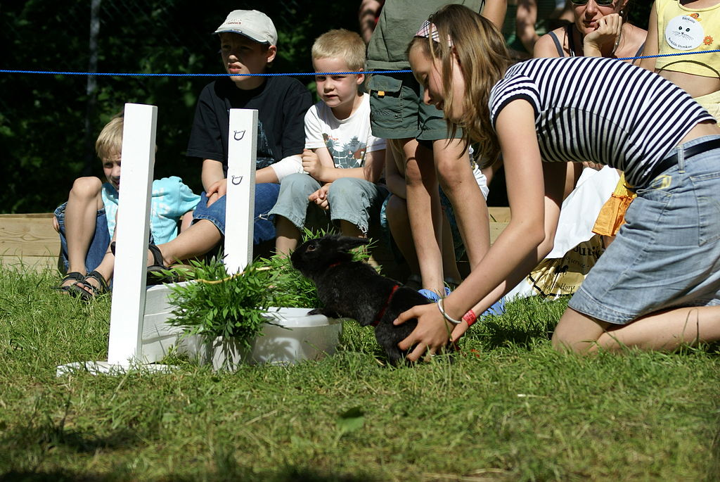 Rabbit Show Jumping (Kaninhop) in Denmark