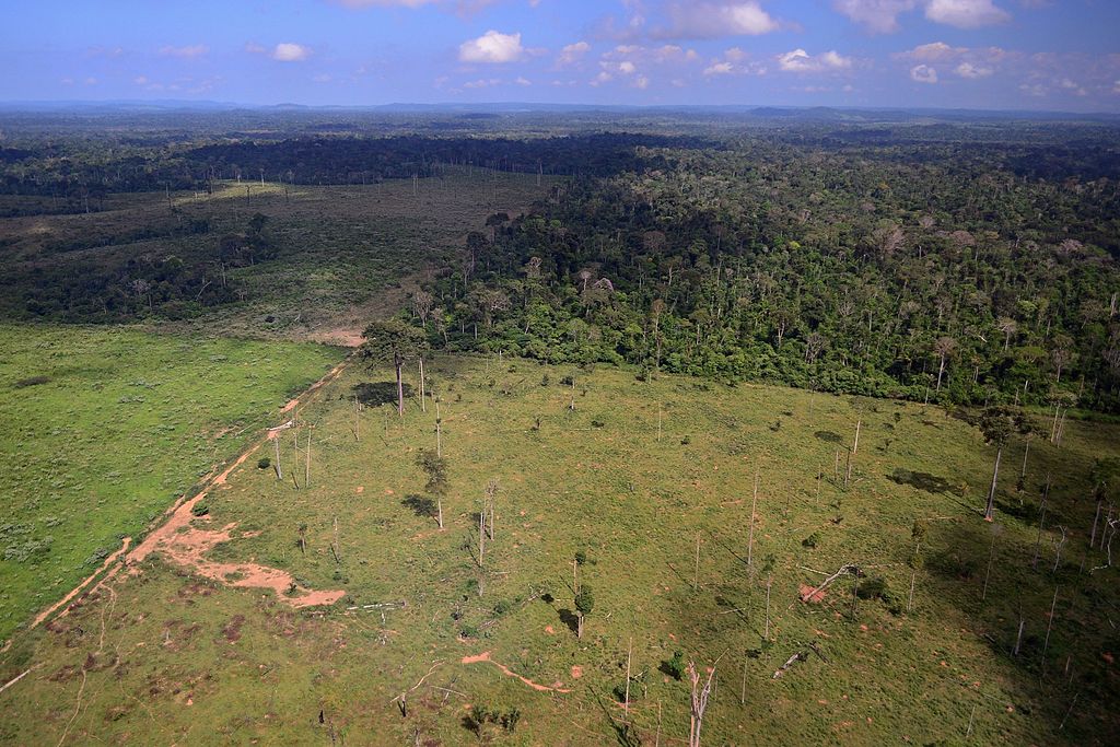 Aerial view of the boundary between the forest and pasturelands in Novo Progresso, Pará.