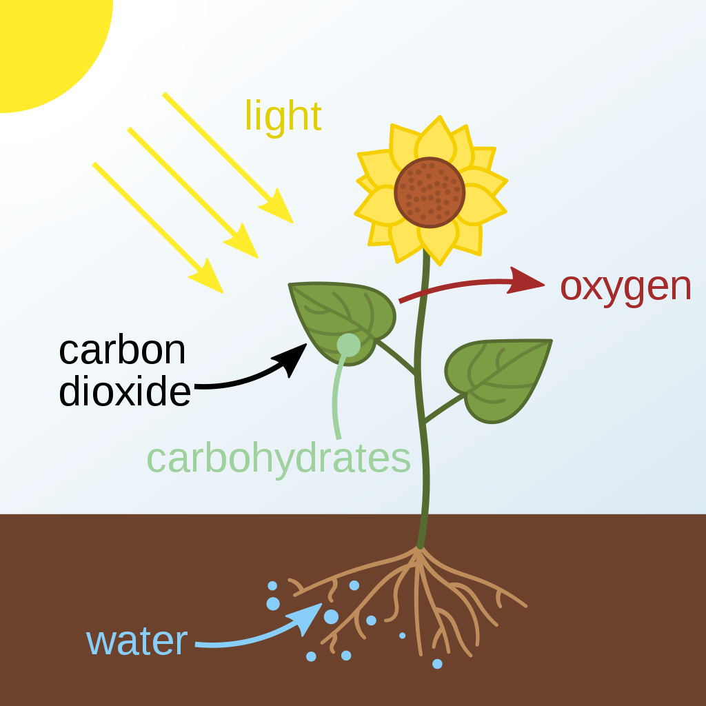 Diagram showing the overall process of photosynthesis