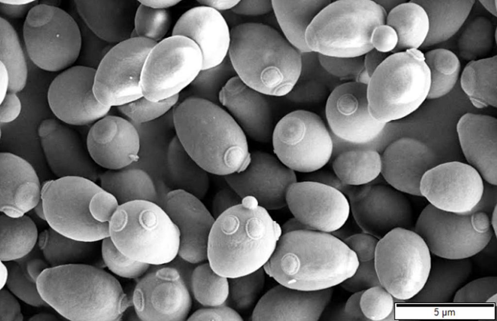 Saccharomyces cerevisiae, SEM image