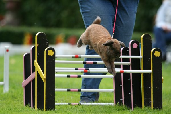 Rabbit show jumping