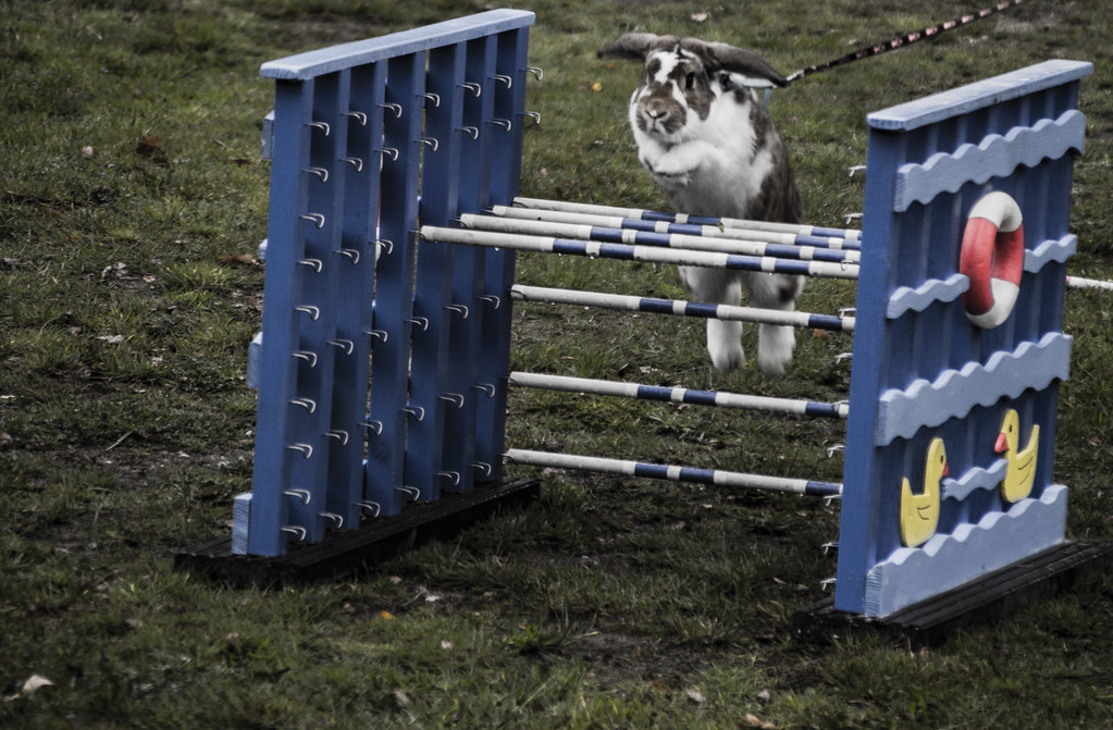 Rabbit show jumping