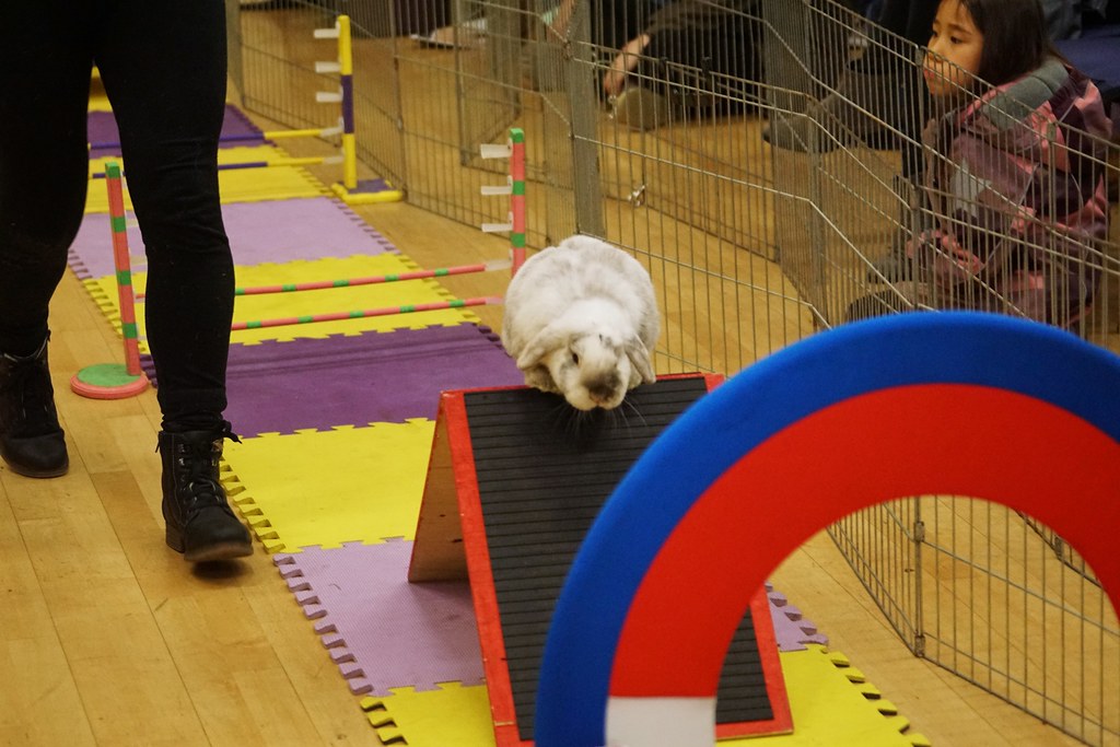 Rabbit Fest 2018, Vancouver BC. Agility course.