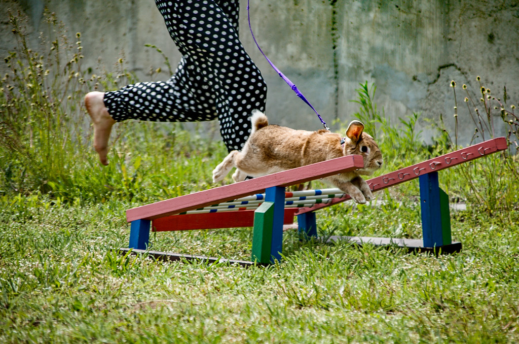 Rabbit show jumping