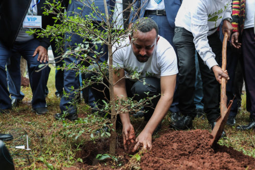 Prime Minister Abiy Ahmed plants a tree as part of the Green Legacy project.