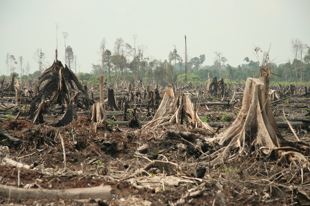 Forestry, sustainable or not, is a loser in land use decisions in the tropics. All that you see here in this picture will be a massive oil palm plantation within a year or two.