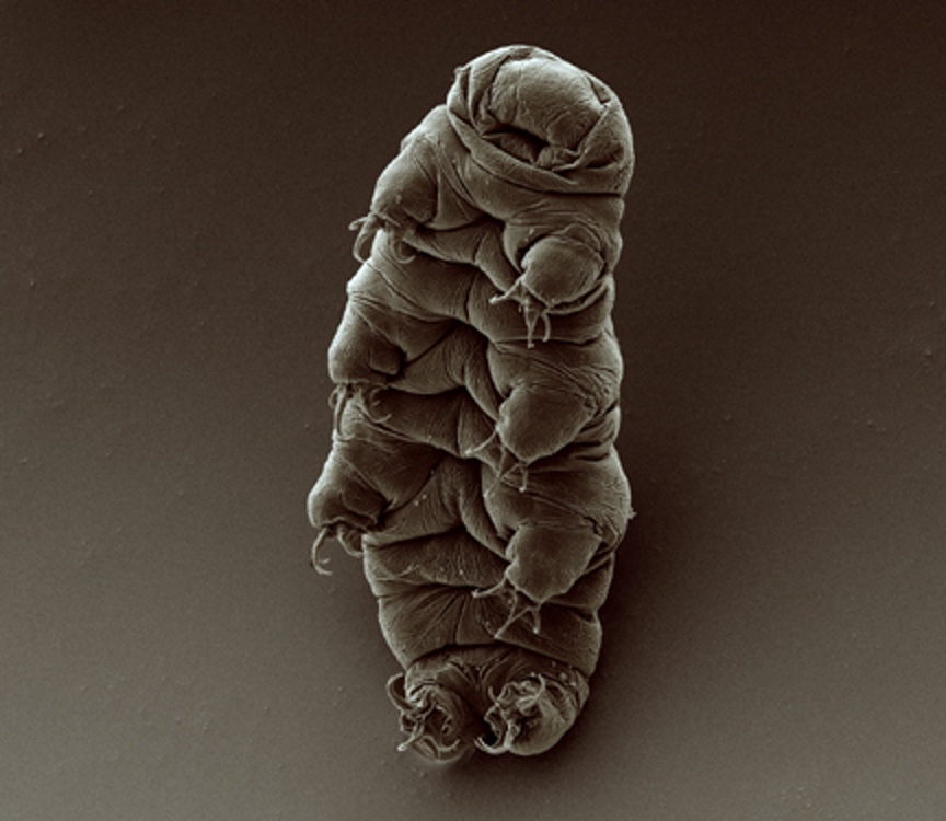 Scanning electron micrograph of an adult water bear (tardigrade), Hypsibius exemplaris. by Bob Goldstein & Vicky Madden, UNC Chapel Hill