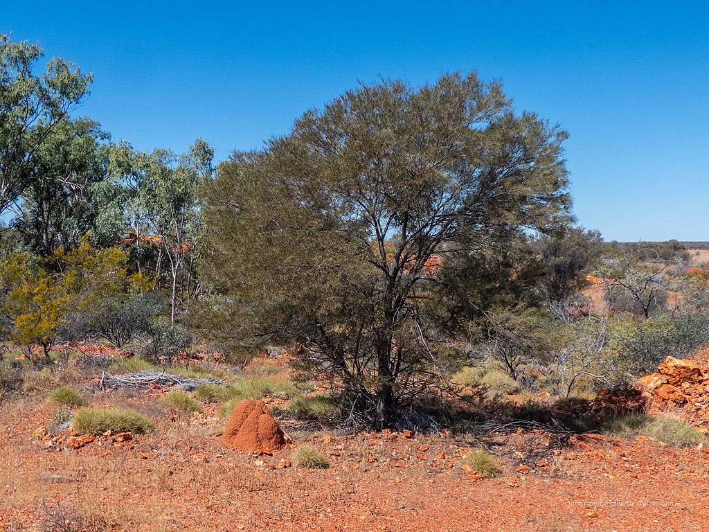 Acacia aneura, known as 'mulga' is found in various stands in Boulia Shire. Mulga has a special place in the Australian world view, being affectionately regarded as tough, long-lived, useful for drought fodder and among the quintessential 'outback' plants. 'Out in the mulga' is a term meaning far from civilisation. Date 6 August 2019,