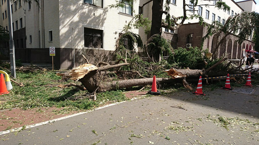 Typhoon Faxai did a lot of damage in Japan's Chiba area, including taking down two large electrical towers, leaving around 850,000 people without power. The picture shows a tree blown down at the Tokyo Institute of Technology.