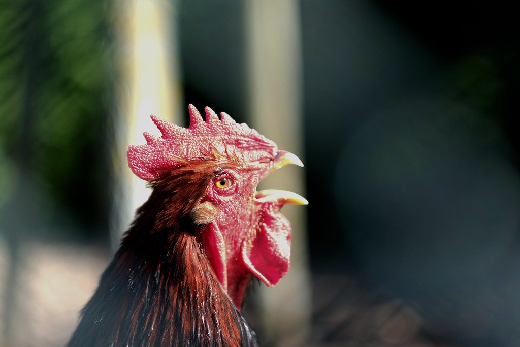 Rooster Crowing