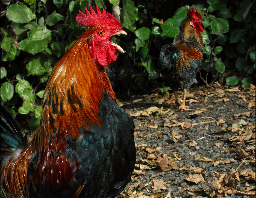 Rooster Crowing