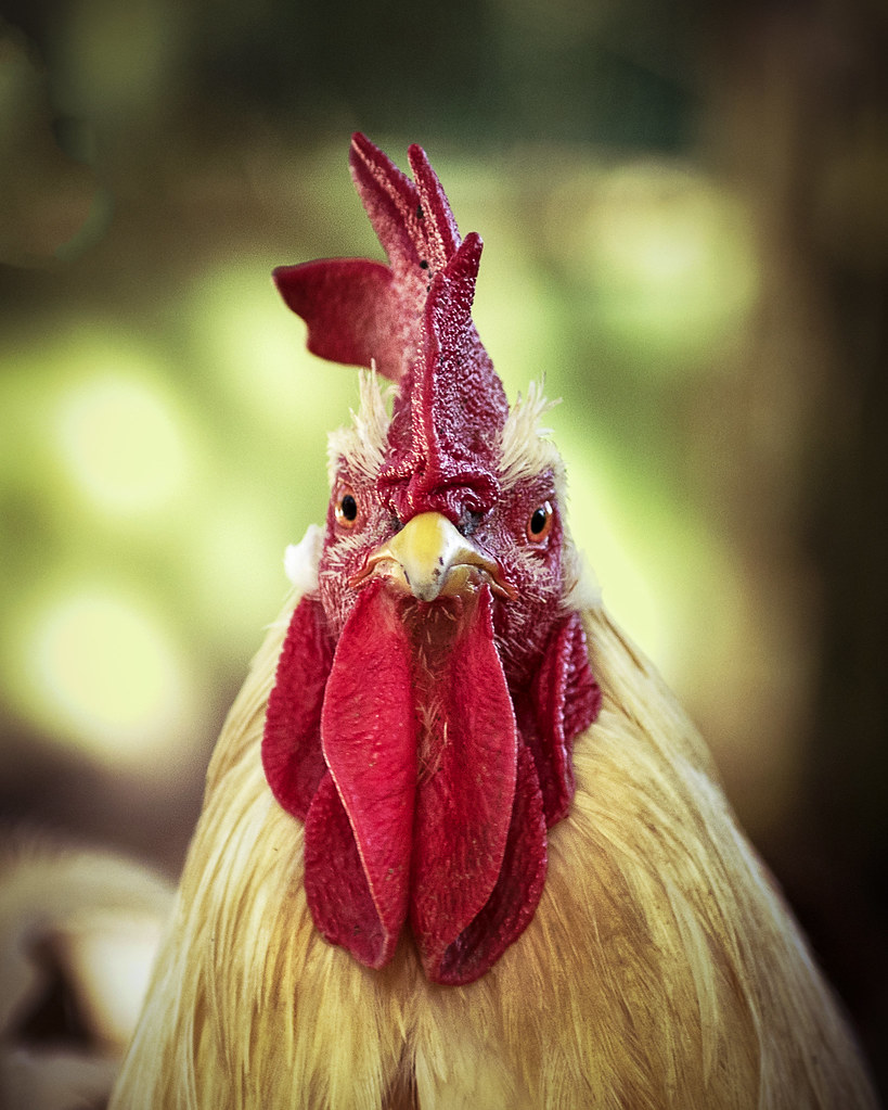 A Rooster Named Maurice Can Keep on Crowing, French Court Rules, Smart  News