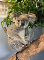 Wazza the koala at the Port Macquarie Koala Hospital.