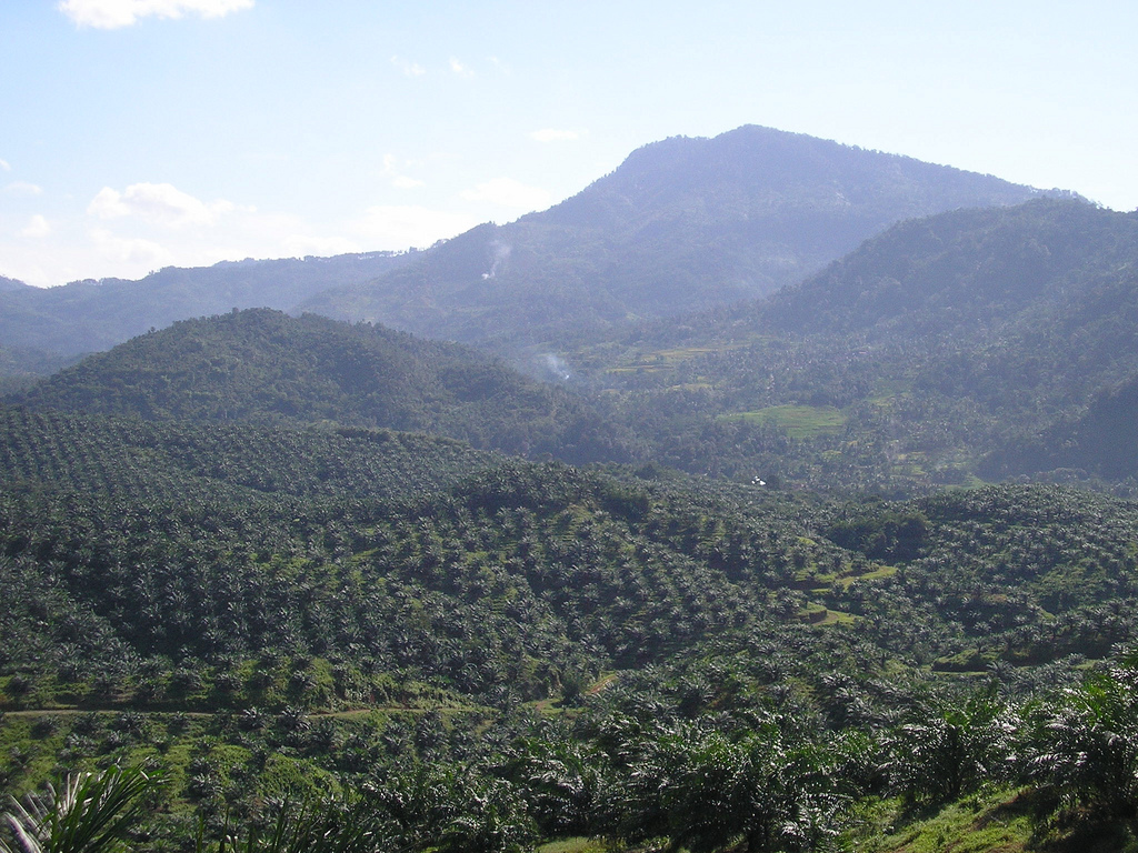View of palm oil plantation in Cigudeg, Bogor