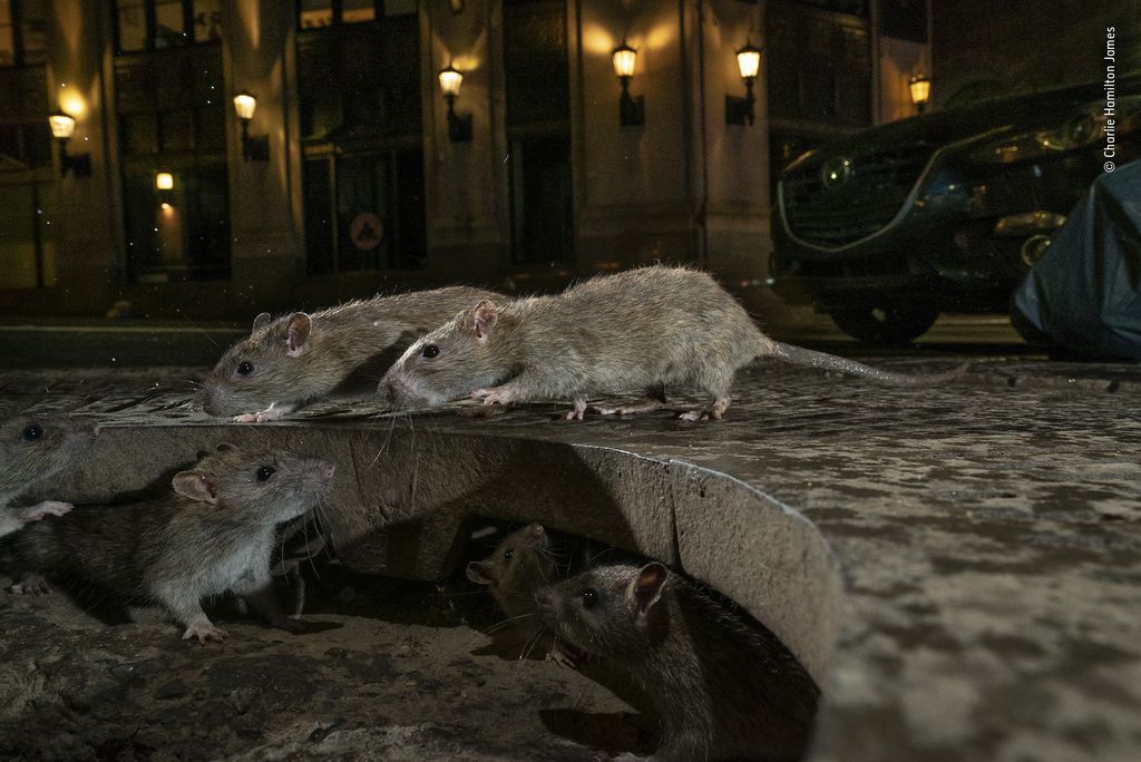 Rats on sidewalk. Pearl St, New York