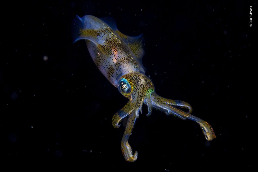 Bigfin reef squid glowing under water.