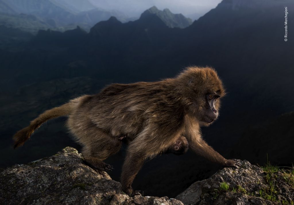 Female gelada, with a week-old infant clinging to her belly, climbs on a cliff edge.