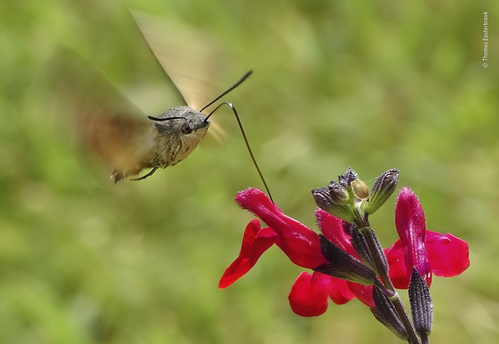 Hummingbird hawkmoth, hovering in front of an autumn sage, siphoning up nectar with its long proboscis.