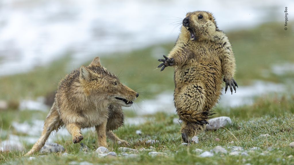 Marmot in the moment before it is attacked by a Tibetan fox.