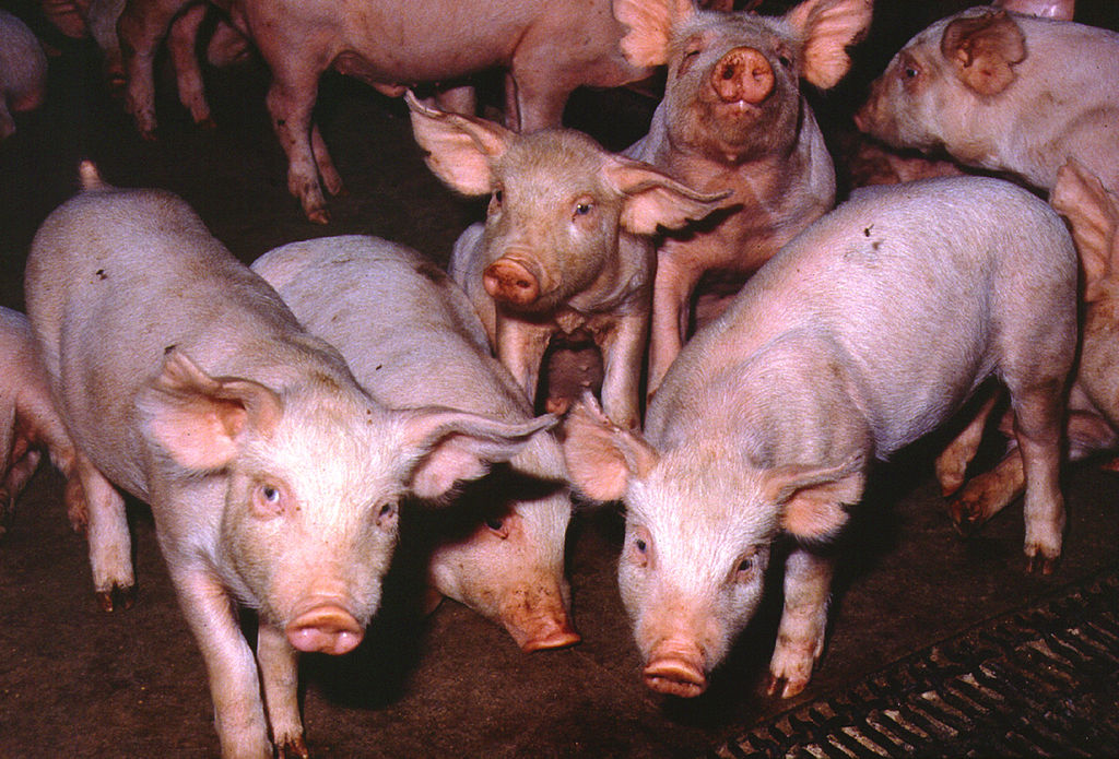 Pigs at a pig farm.