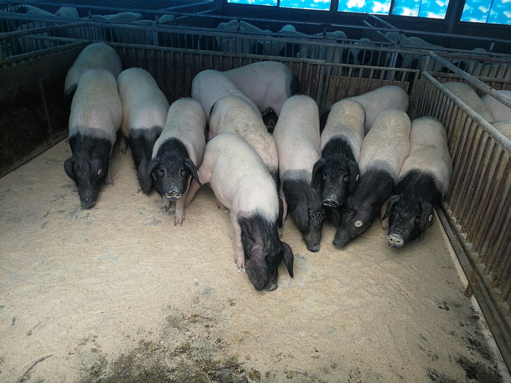 A group of Jinhua pigs.