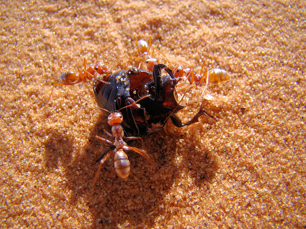 A group of Saharan silver ants (Cataglyphis bombycina) at work dismantling a beetle (Tenebrioninae/Stenocara) to bring it back to their nest.