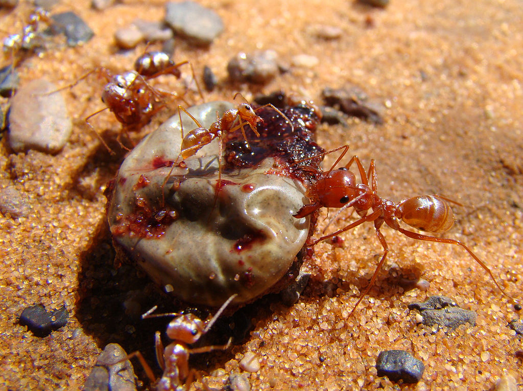 A group of Saharan silver ants (Cataglyphis bombycina) devouring a camel tick Hyalomma dromedarii.