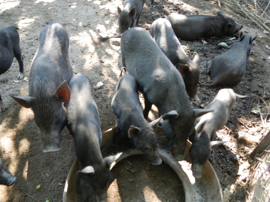 Wild pigs of the Philippines (Sus philippensis)