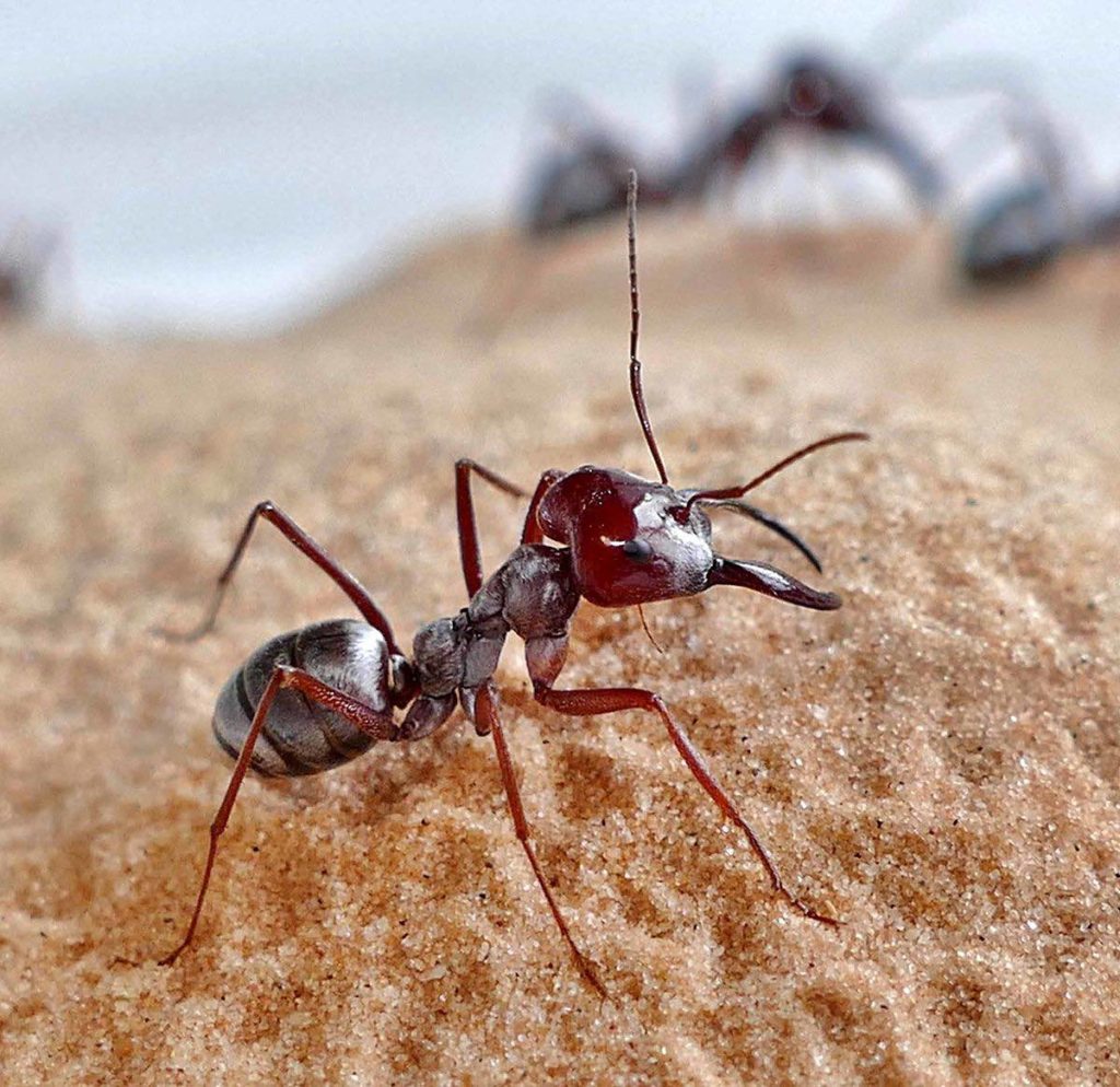 Saharan silver ant