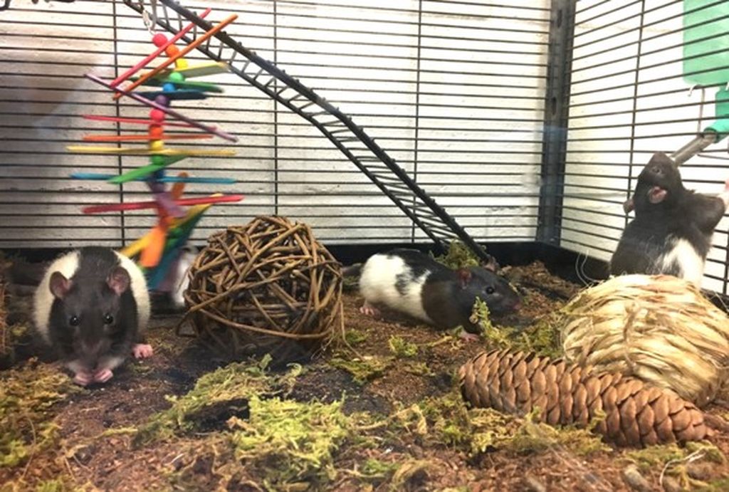 Rats relax in a cage designed to feel like a natural setting.