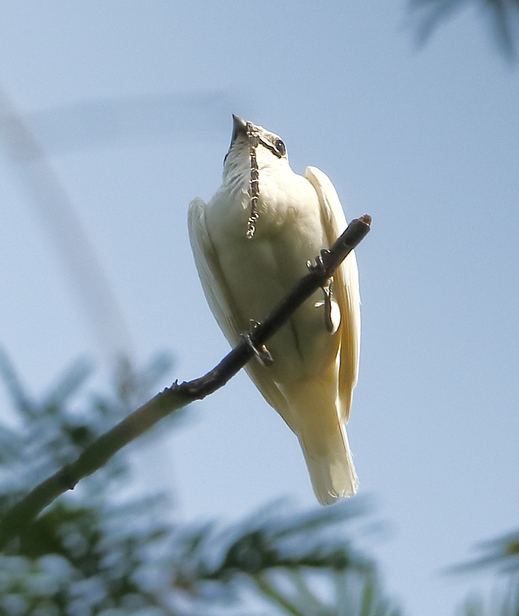White bellbird at Carajás National Forest, Pará, Brasil