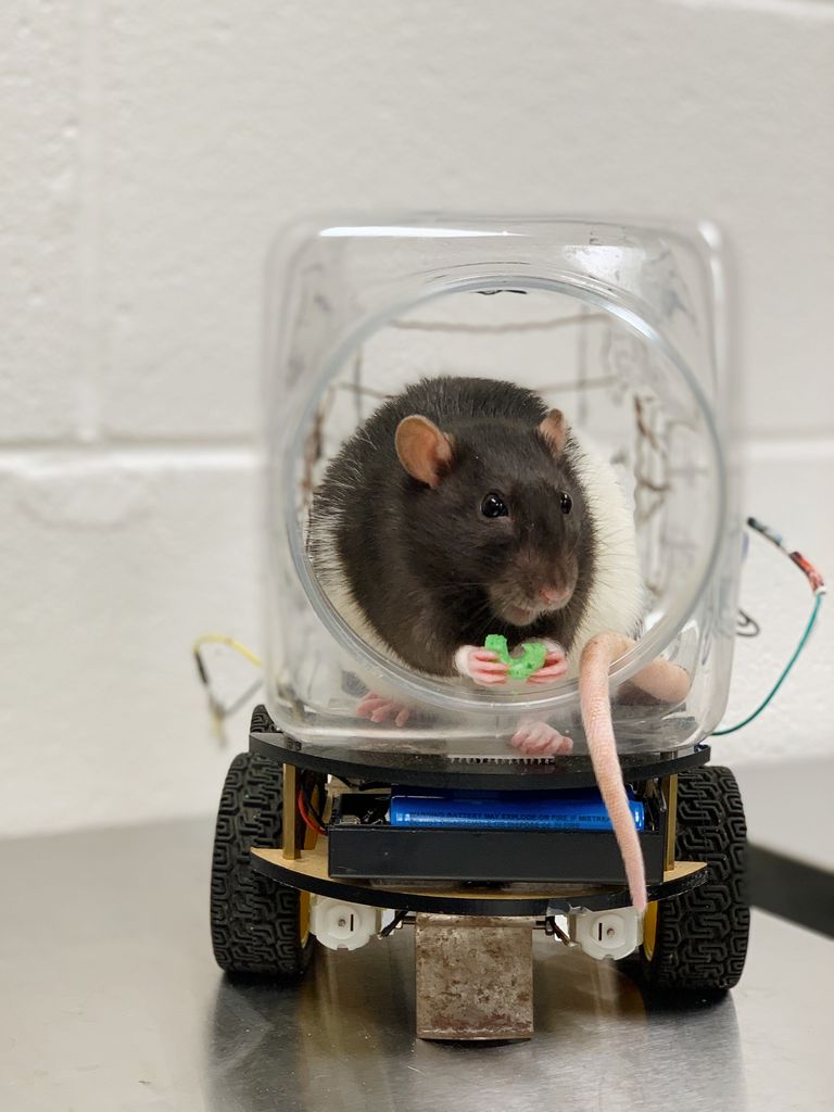 Rat eating a Froot Loop in a car.