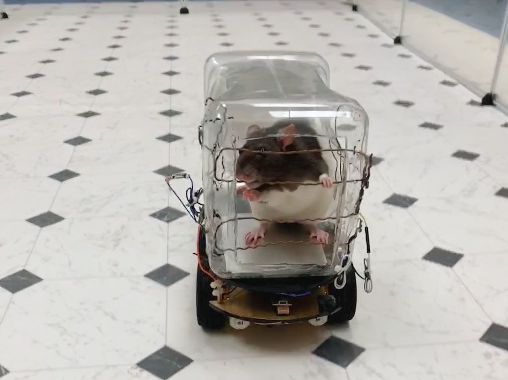 Rat driving a car controlled by copper wires.