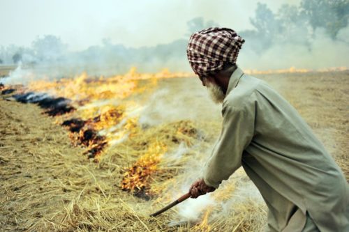Farmer burning rice residues after harvest, to quickly prepare the land for wheat planting, around Sangrur, SE Punjab, India.