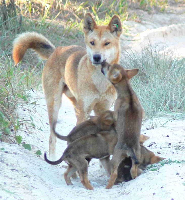 Adorable' stray dog turns out to be rare purebred dingo