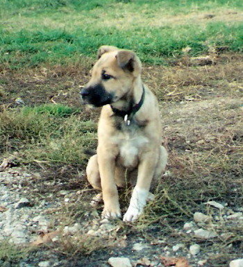 New Guinea Dingo hybrid puppy. Circa 2009. Unknown mix.