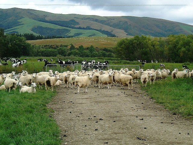 New Zealand Sheep and cattle.