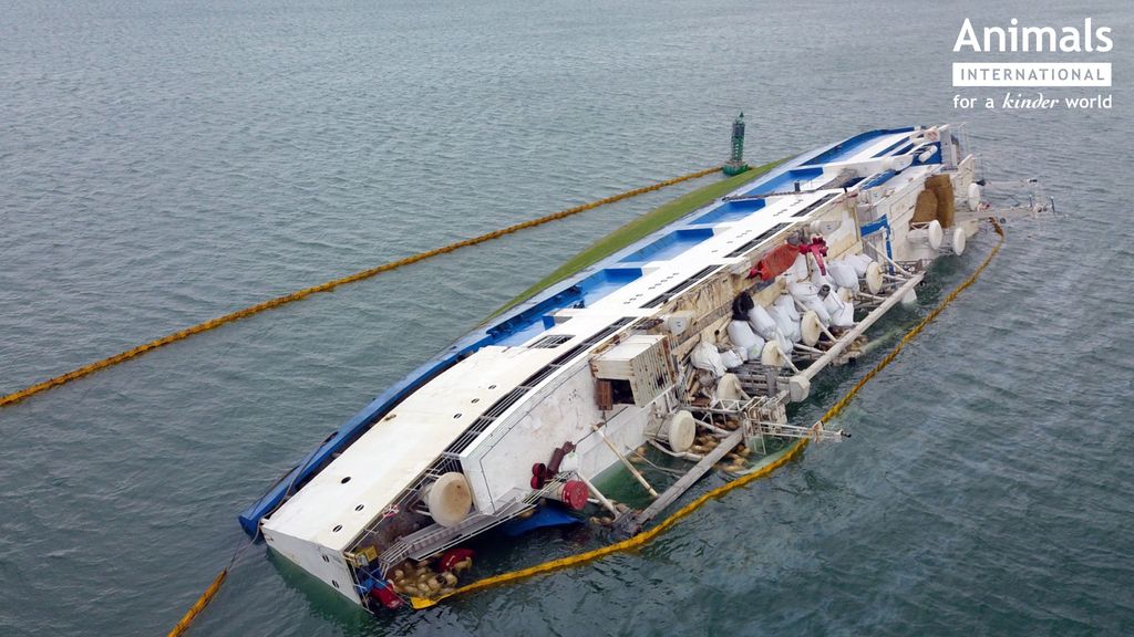 The Queen Hind, which was carrying 14,600 sheep, is show flipped on its side in the water.