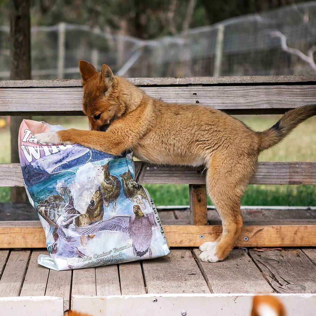 Wandi, the dingo pup who was found in an Australian back yard.