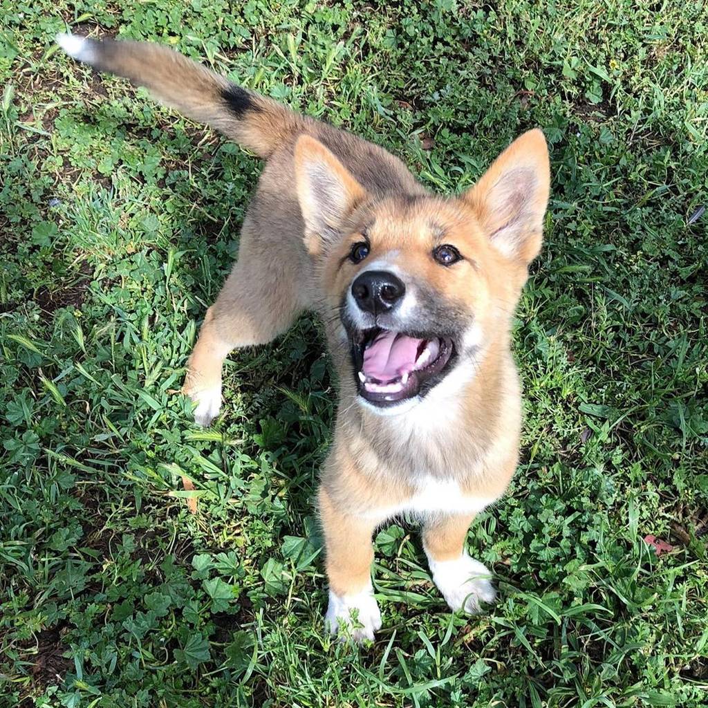 Wandi, the dingo pup who was found in an Australian back yard.