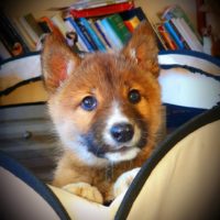 Wandi, the dingo pup who was found in an Australian back yard.