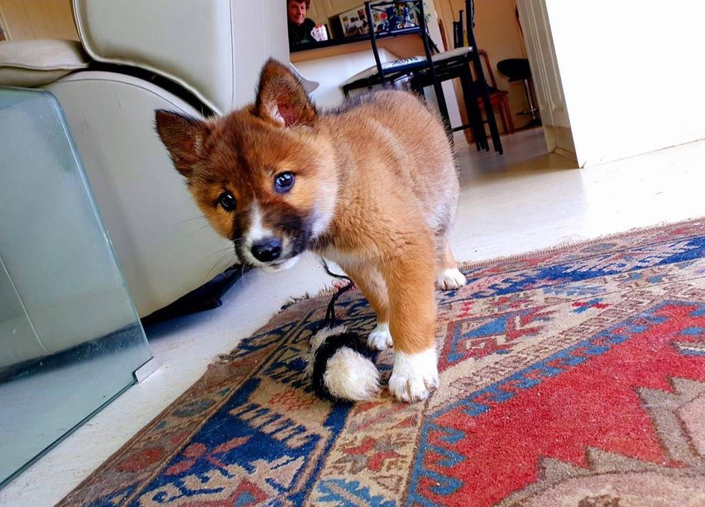 Wandi, the dingo pup who was found in an Australian back yard.