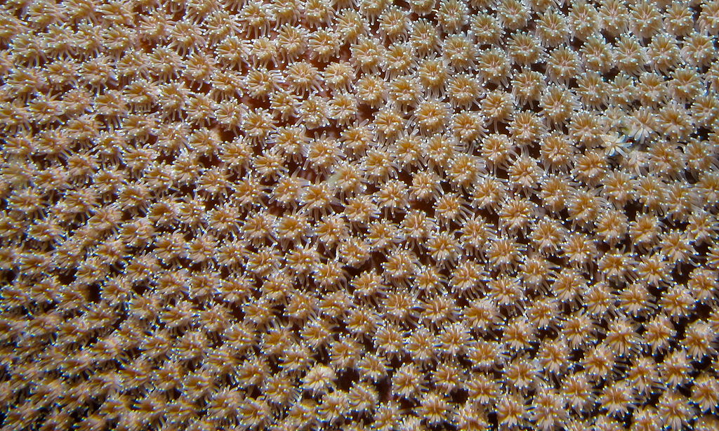 Galaxy Coral Polyps